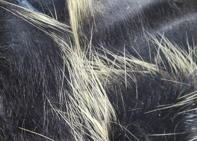 Hareline Frostip rabbit fur strips black fur with frosted white tips, long silky fibers for fly tying