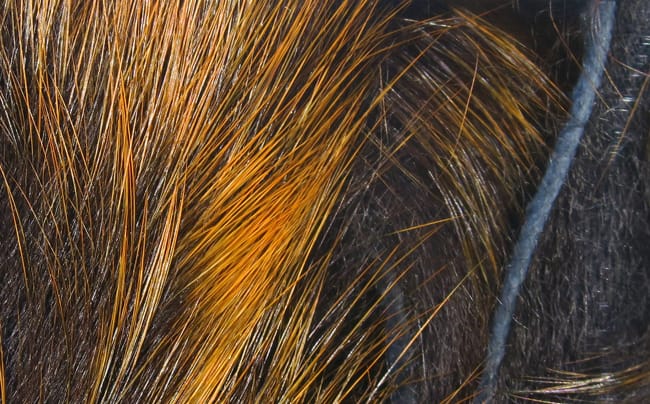 Hareline Frostip rabbit fur strips close-up showing long glossy black and gold-orange tipped hairs for fly tying