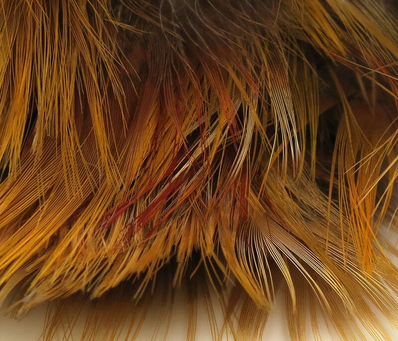 Golden pheasant body feathers, fine amber-brown strands with red highlights, soft long feathers for fly tying