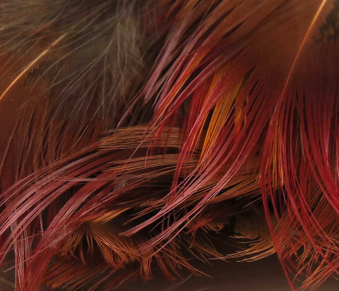 Rich reddish-brown and golden pheasant body feathers with fine silky barbs, ideal for fly tying