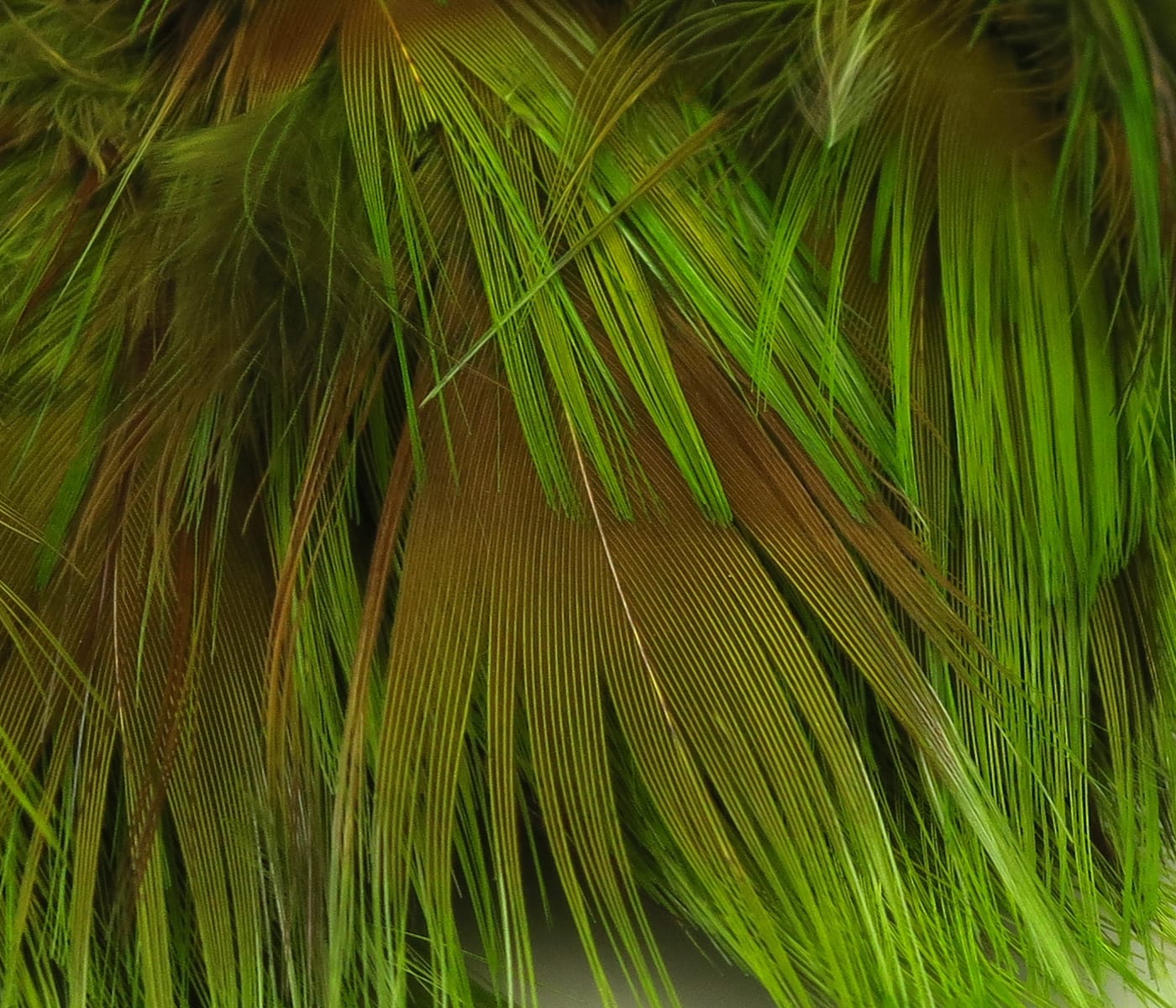 Golden pheasant body feathers with olive-green and brown hues, long soft barbs for fly tying