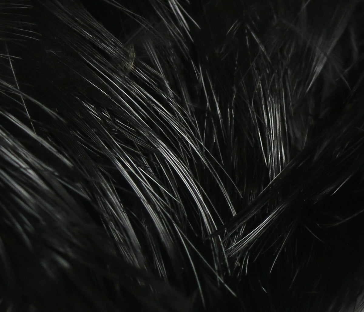 Black glossy Golden Pheasant body feathers with fine barbs, ideal for fly tying
