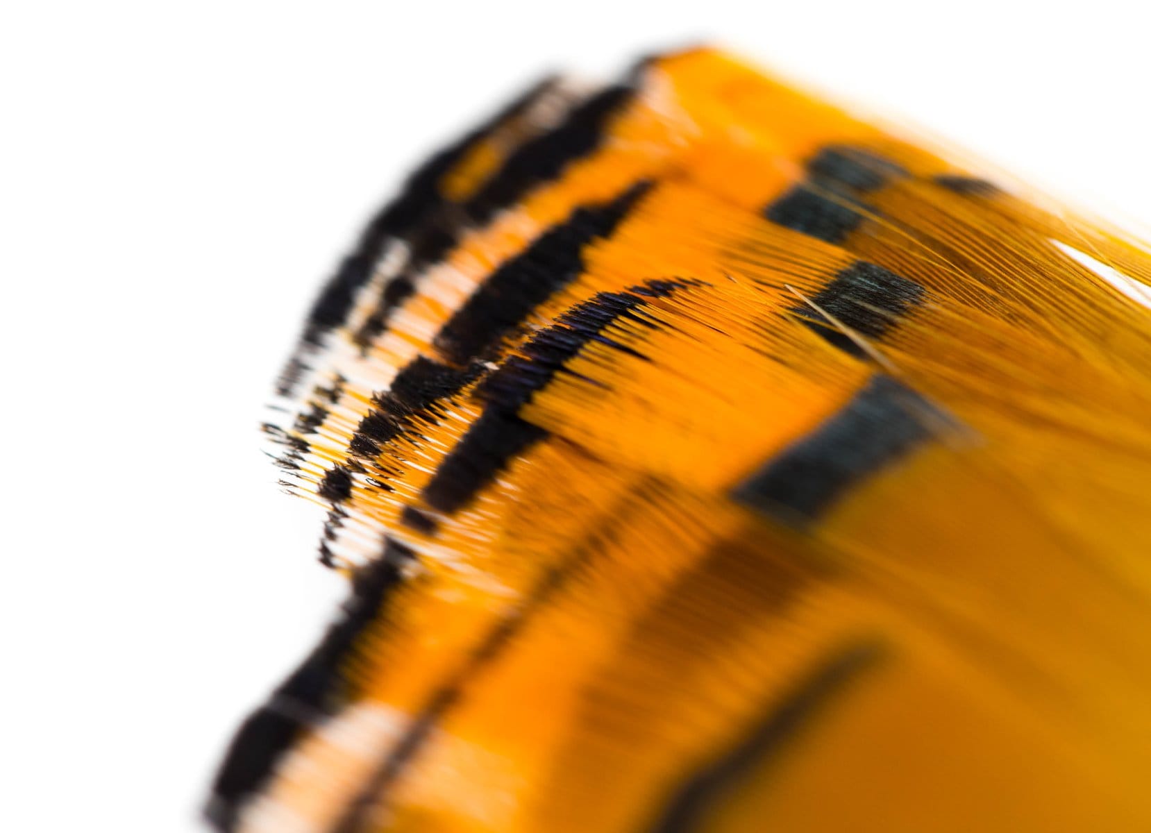 Hareline Golden Pheasant Tippets