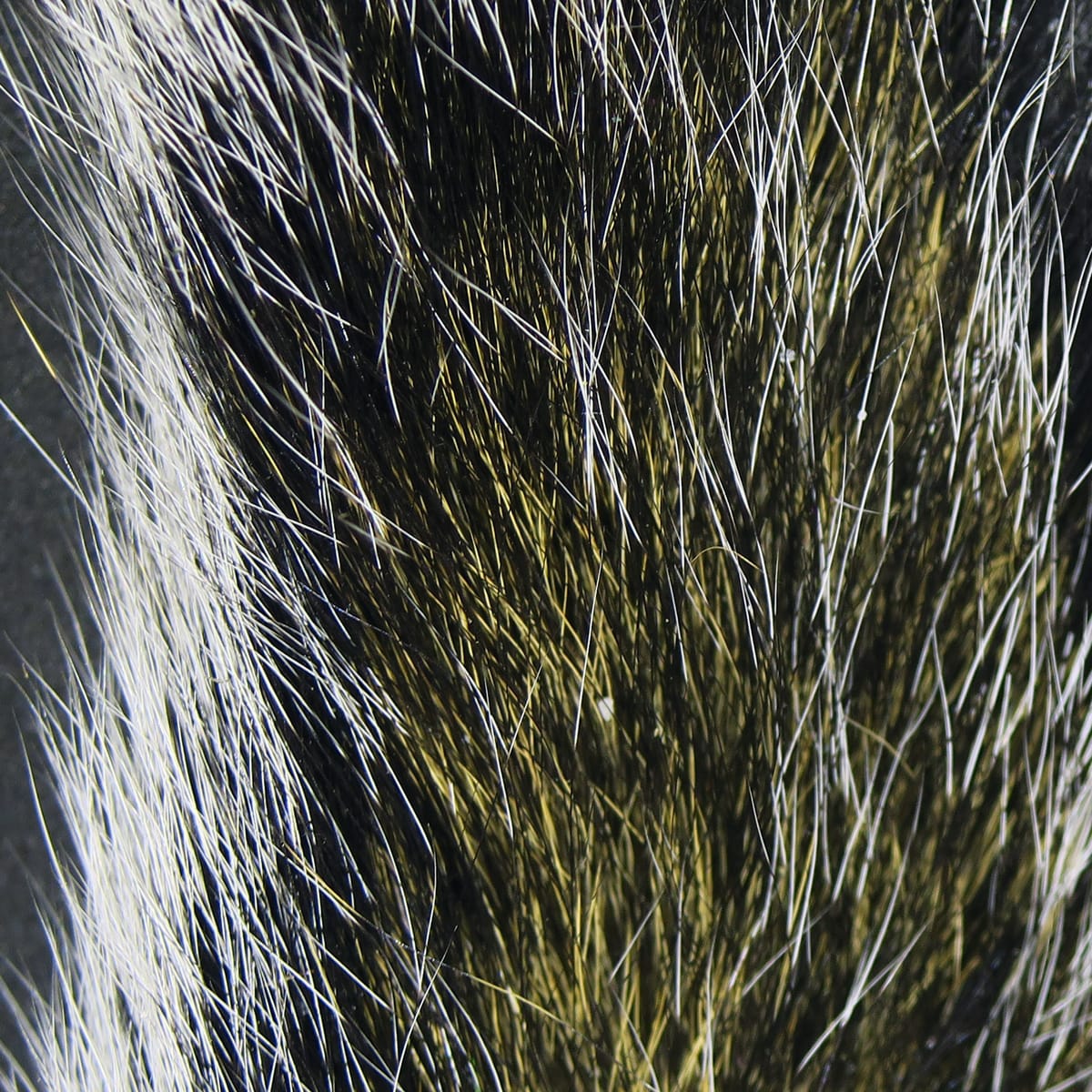 Close-up gray squirrel tails fur showing silver guard hairs and olive-brown underfur, premium fly-tying material