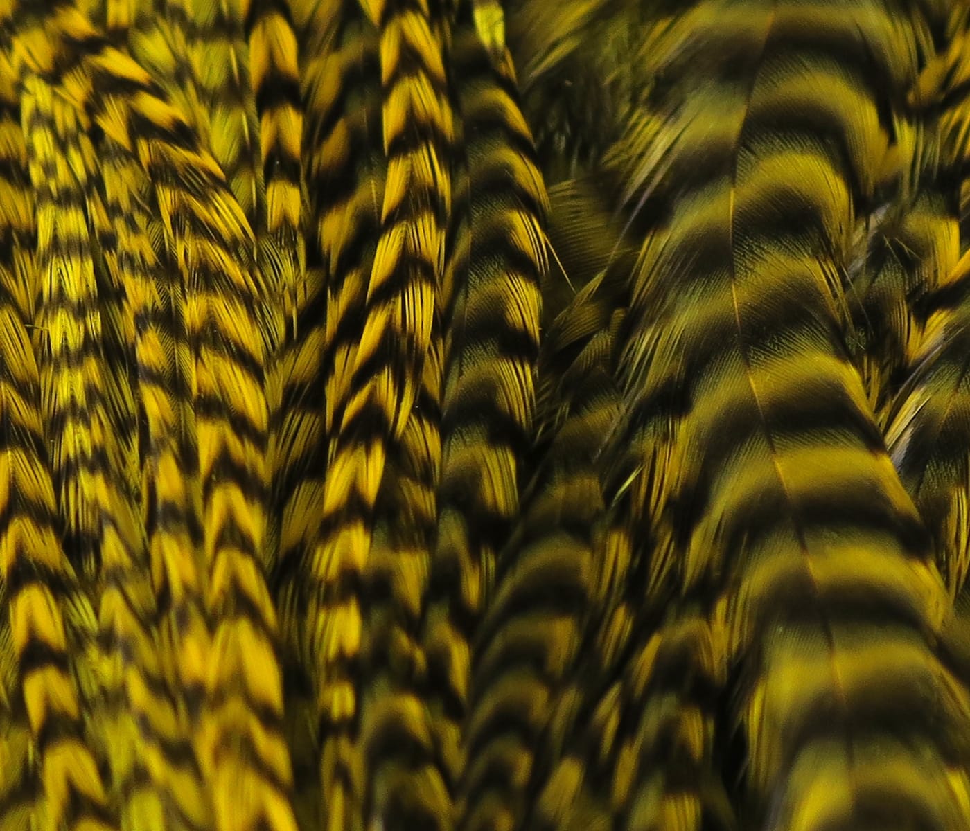 Yellow and black grizzly half-saddle feathers with bold barred stripes and fine fibers for fly tying.