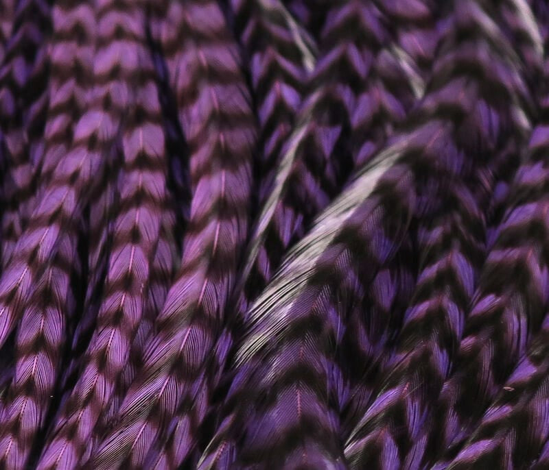 Purple and black grizzly saddle hackle feathers with glossy, barred pattern and long slender fibers for fly tying