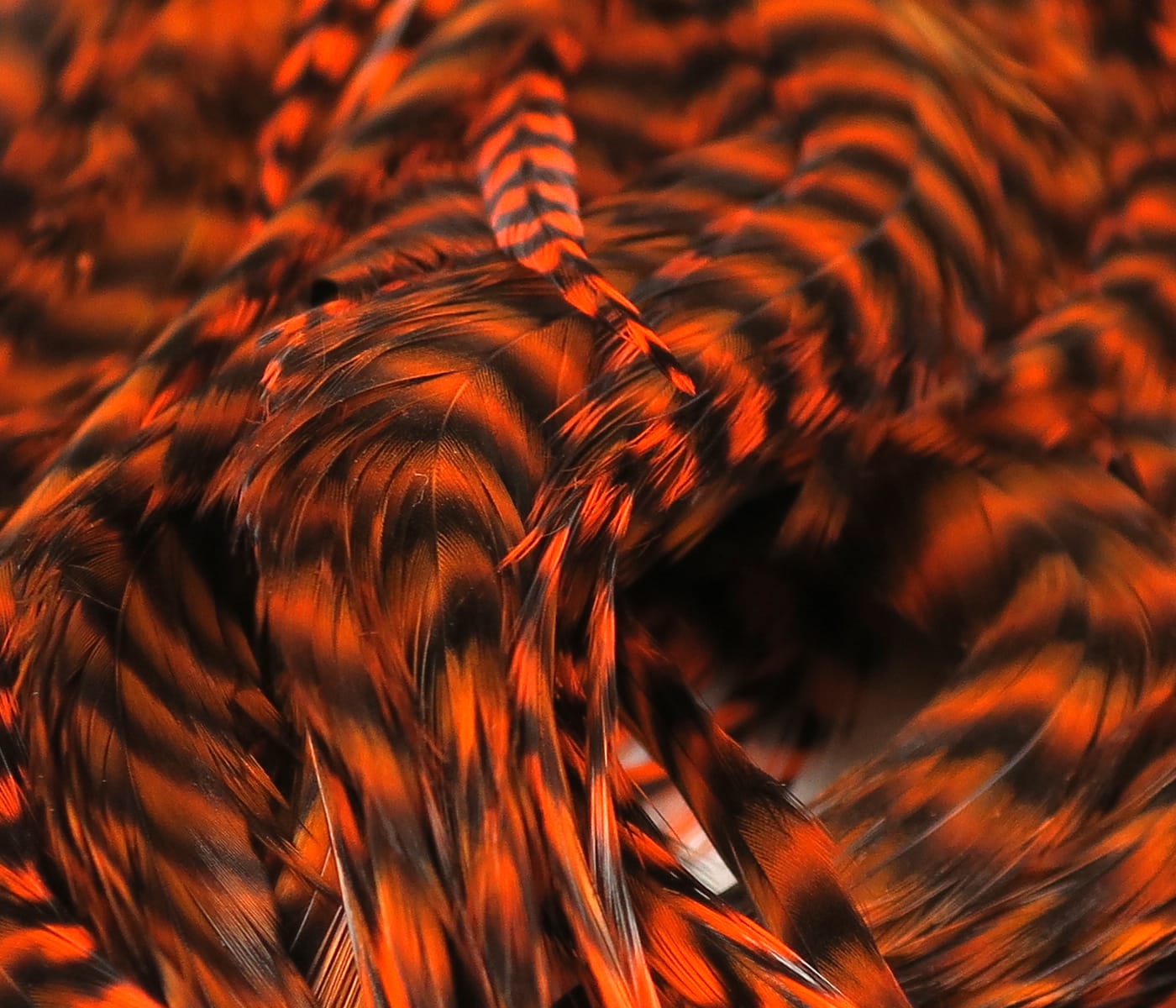 Orange and black grizzly saddle feathers with glossy barred pattern, half saddle for fly tying