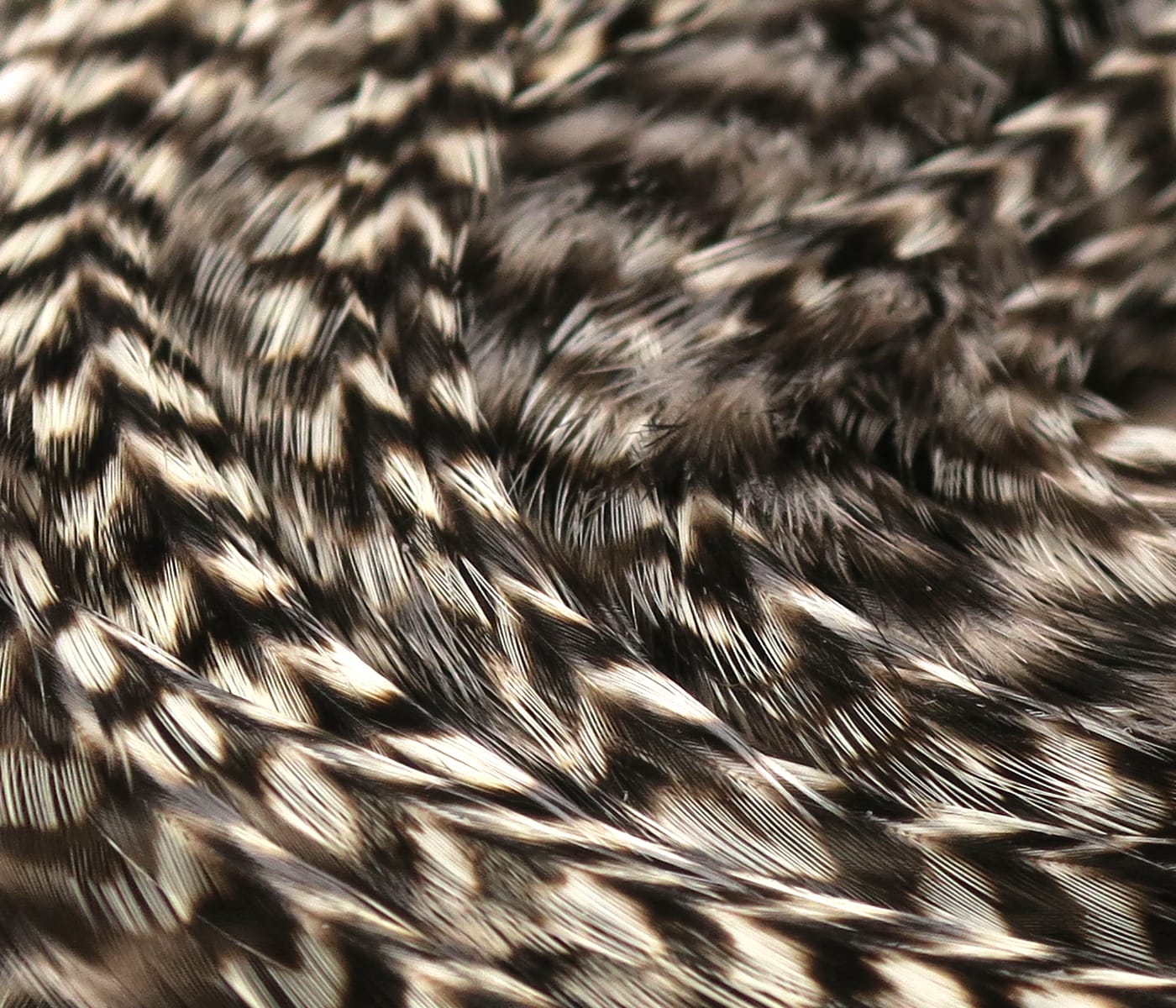 Hareline grizzly half saddle, close-up of brown, black and cream barred feathers for fly tying