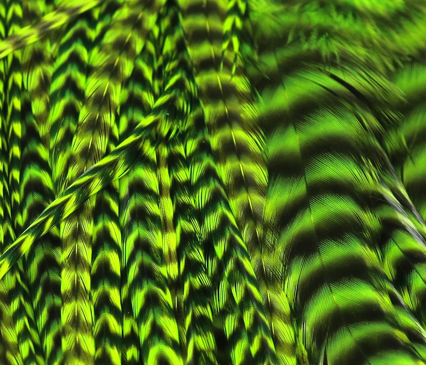 Hareline grizzly half saddle, chartreuse-green and black barred feathers with iridescent stripes for fly tying