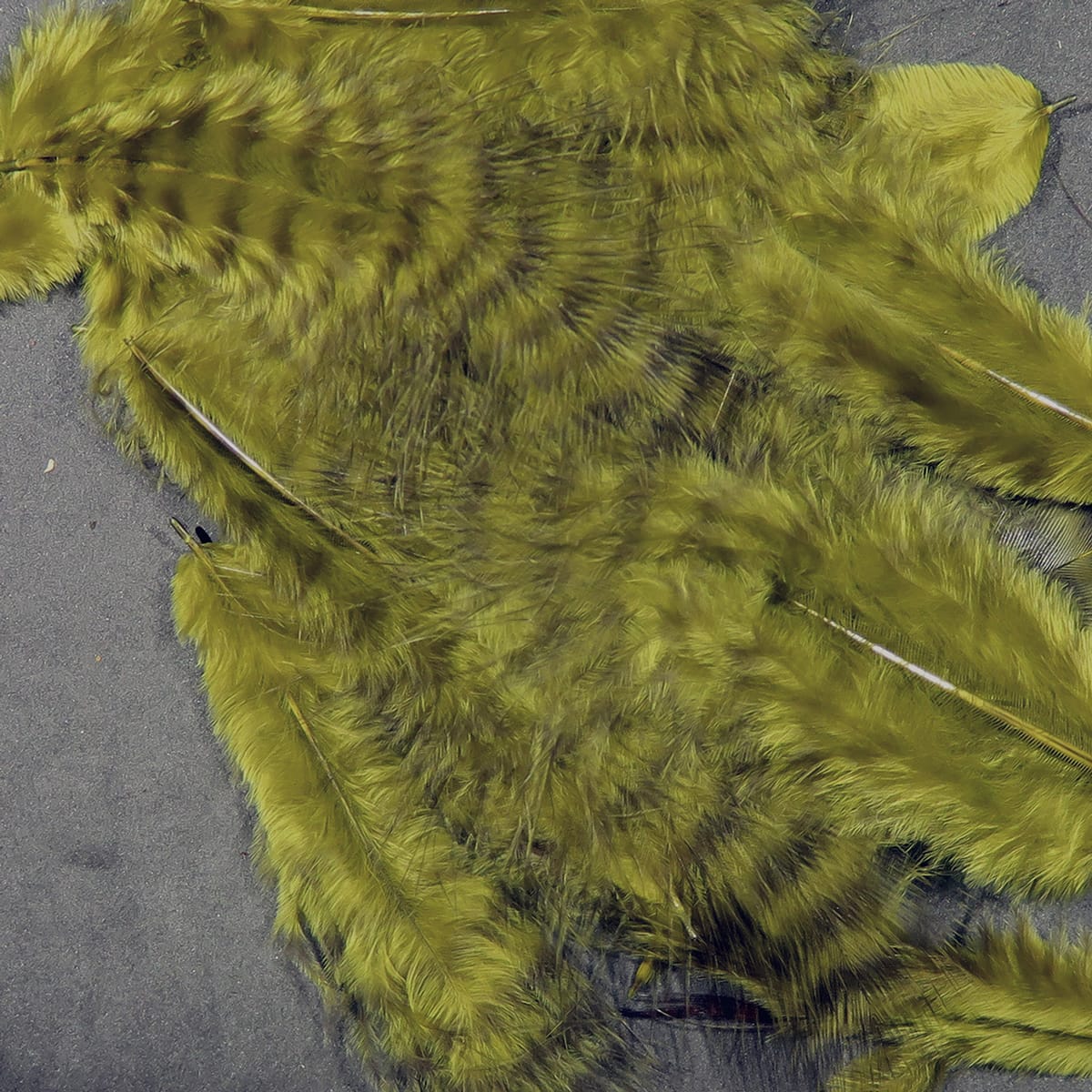 Olive grizzly marabou feathers, soft fluffy barbs with dark grizzly striping for fly tying