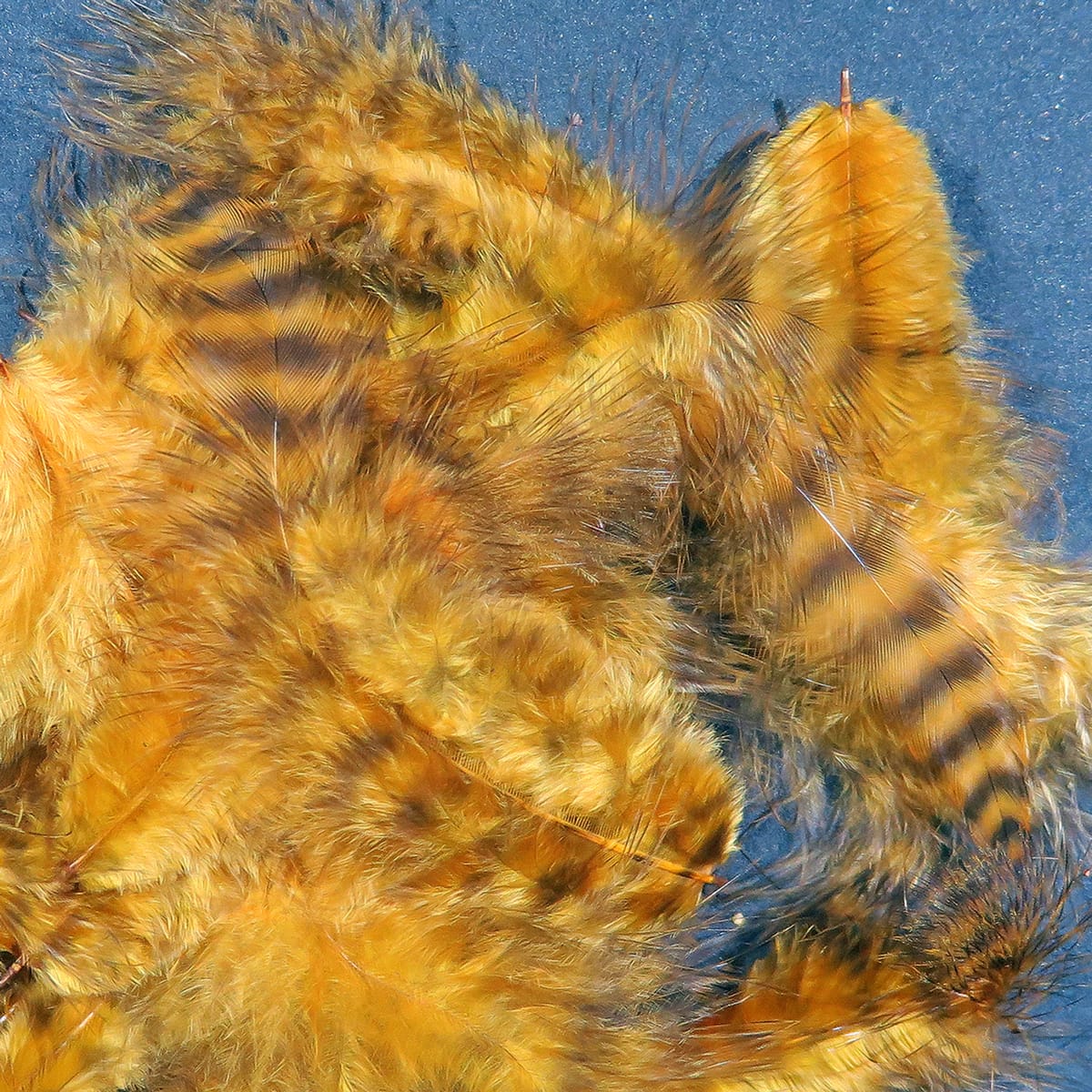 Golden-brown grizzly marabou feathers with black barring, fluffy soft feather fibers for fly tying