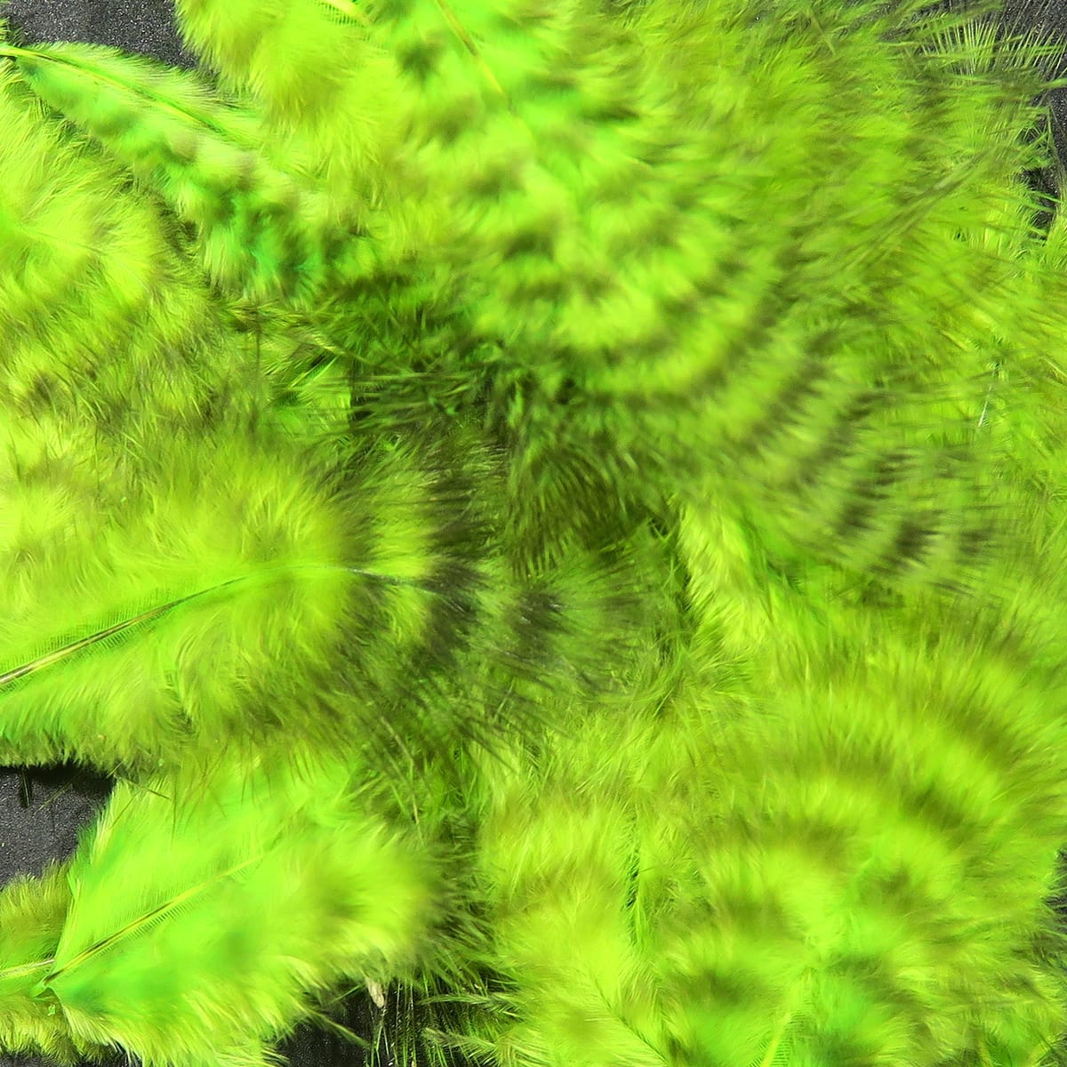 Chartreuse grizzly-striped marabou feathers, soft fluffy plumage with dark barring ideal for fly tying.