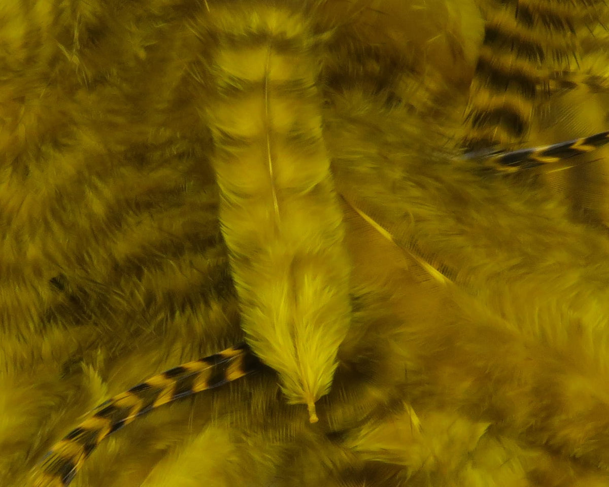 Chartreuse Hareline Grizzly soft hackle feathers with fluffy marabou texture and barred grizzly accents for fly tying