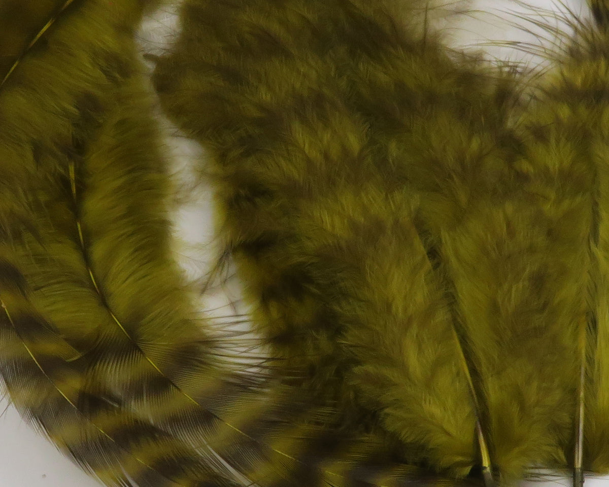 Olive grizzly soft hackle feathers with barred pattern and fluffy fibers for fly tying