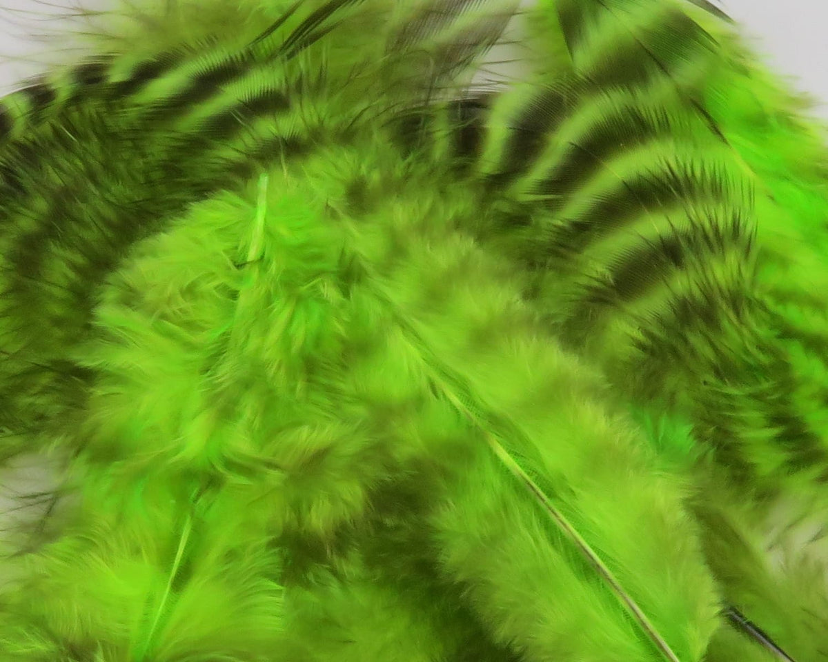 Chartreuse green grizzly soft hackle feathers with black barring, fluffy fly tying material