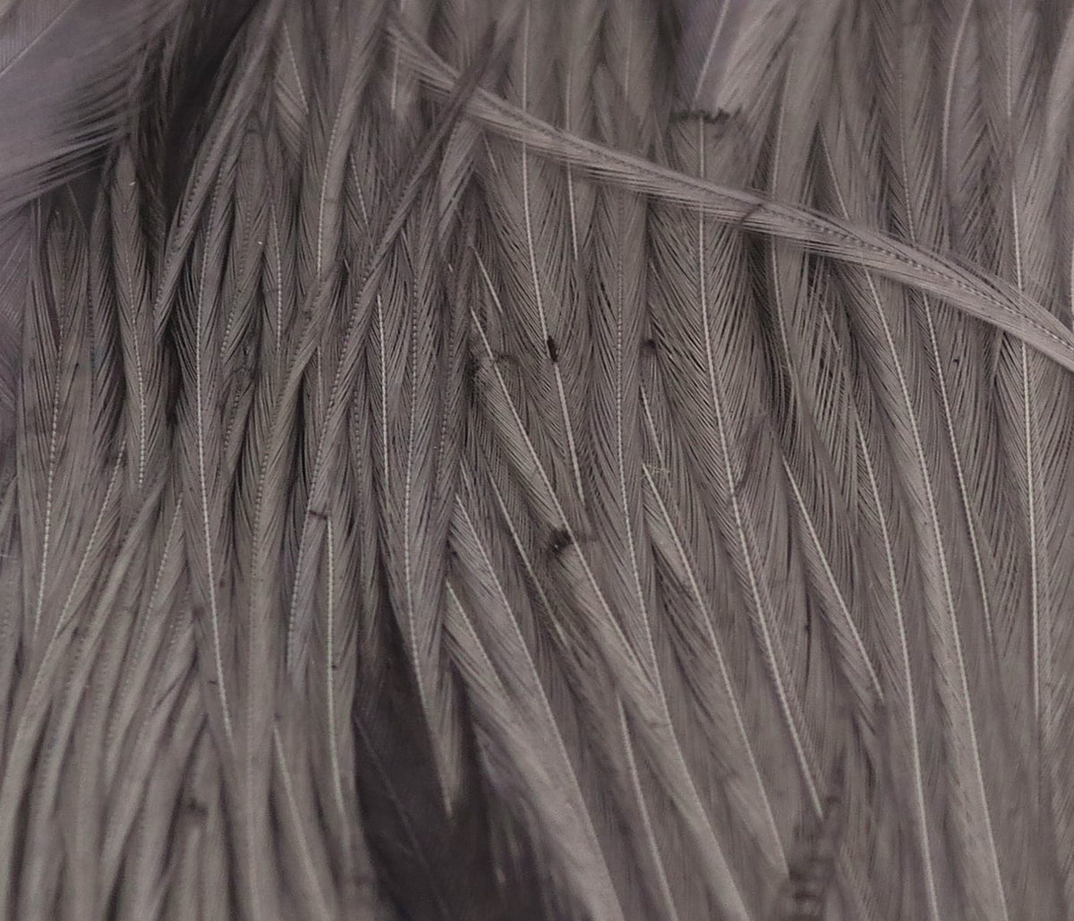 Muted gray-brown half rooster capes with glossy narrow feathers, ideal for fly tying