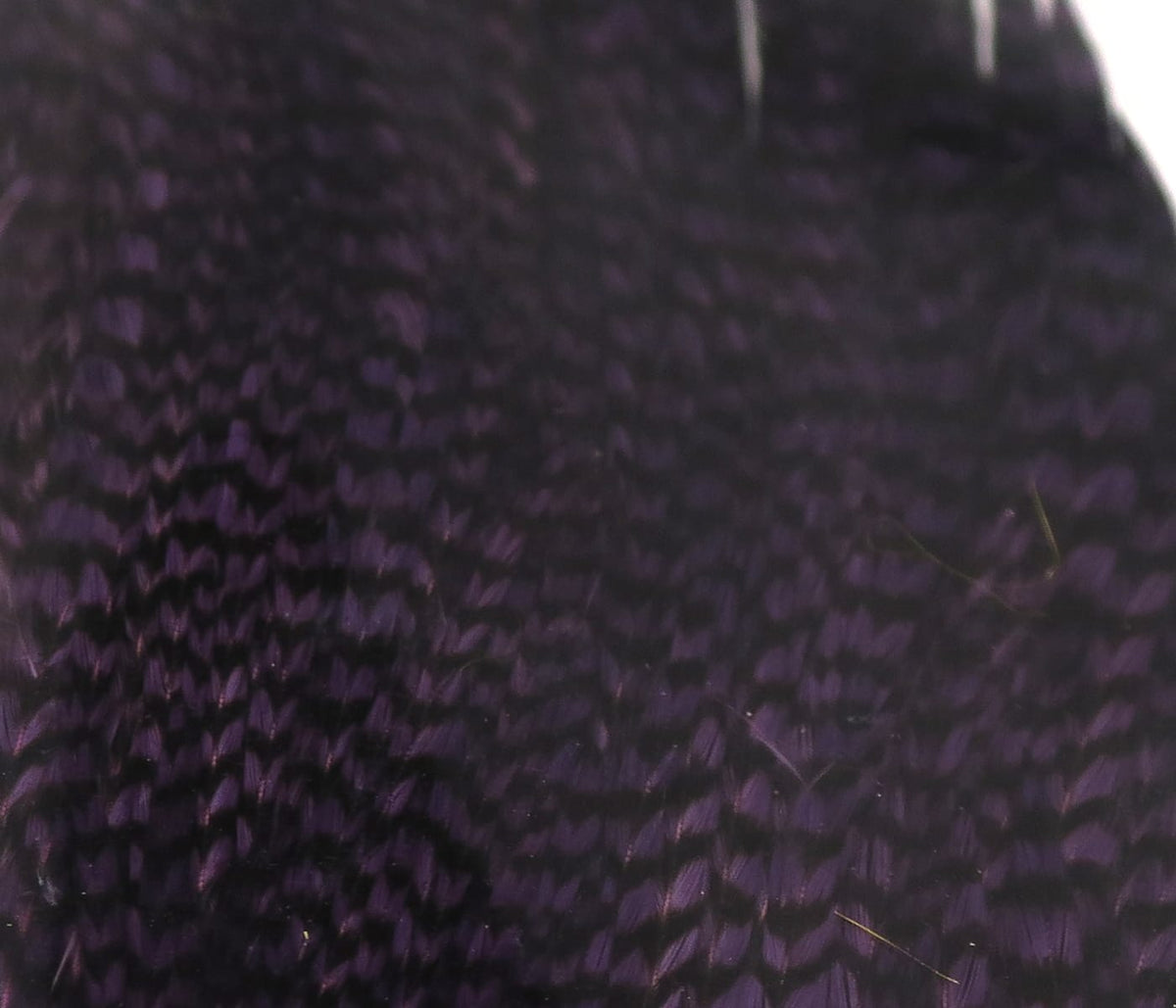Deep purple and black barred rooster feathers with glossy, silky texture for fly tying