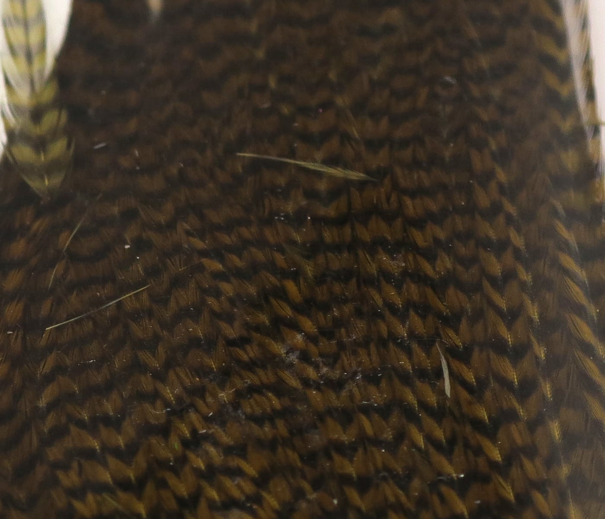 Brown and black grizzly feathers with tight barred pattern, glossy natural rooster feathers for fly tying