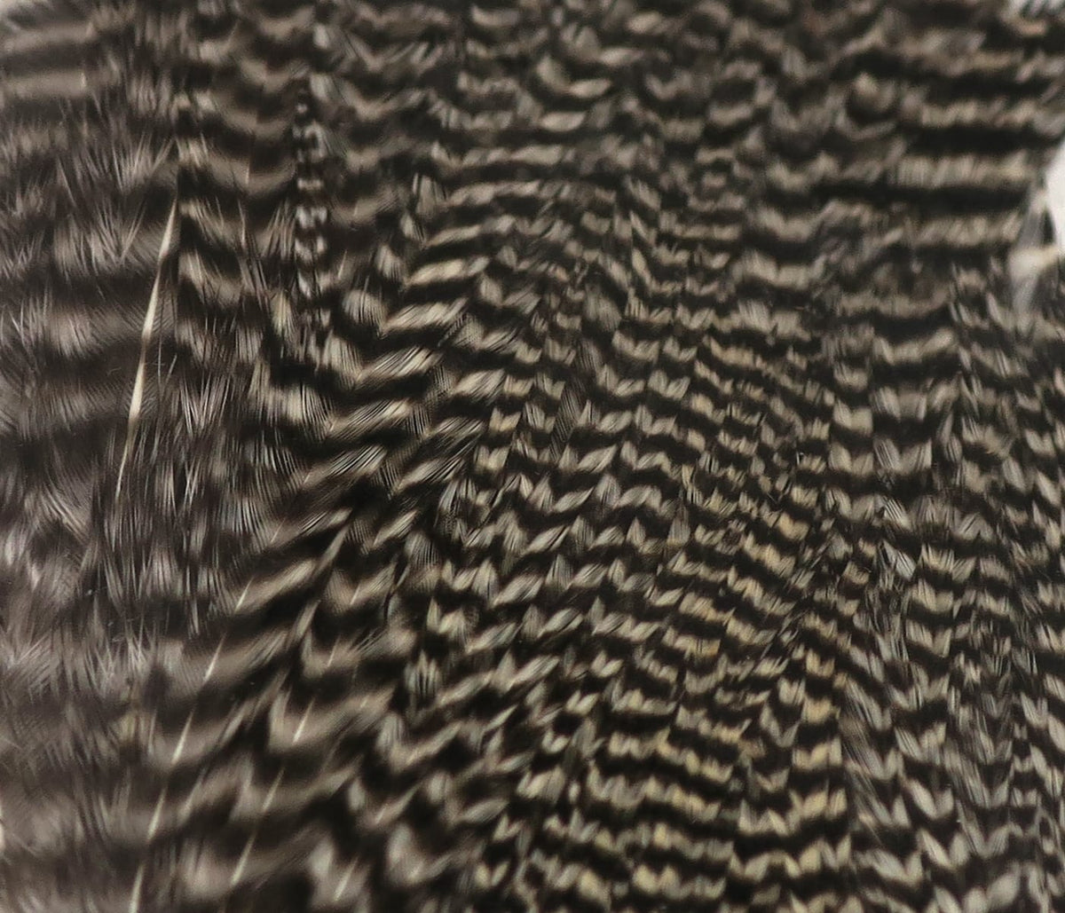Black and white barred rooster cape feathers with glossy silky texture and dense narrow hackles for fly tying
