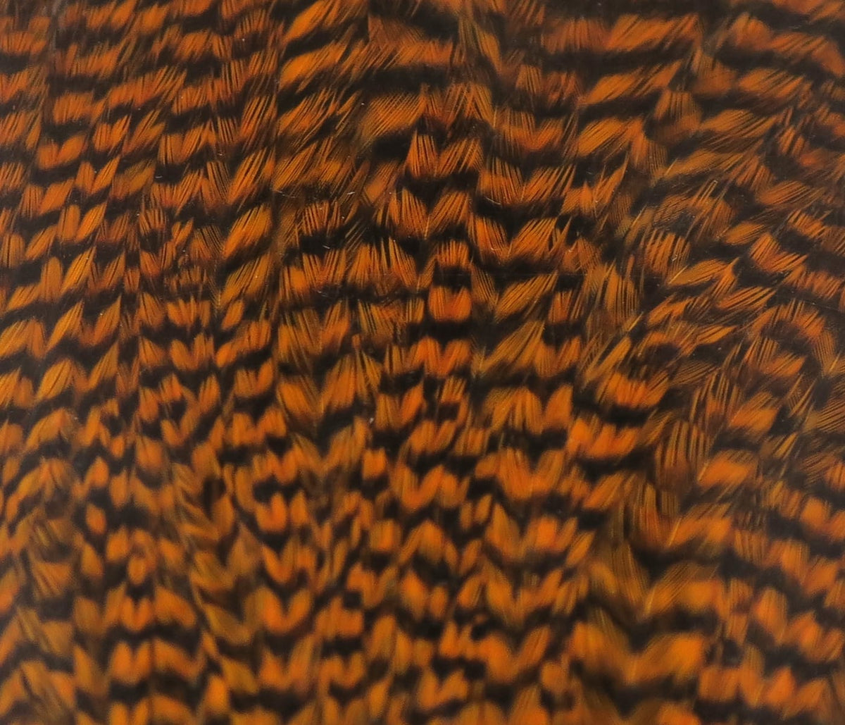 Orange and black barred rooster cape feathers for fly tying, dense mottled saddle with fine glossy hackle texture