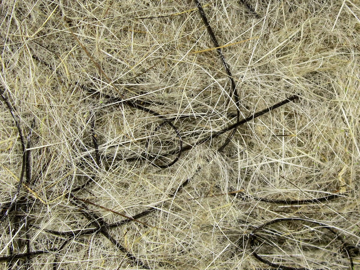 Hareline Hare'E Wiggle Dub natural tan-olive hare fur dubbing with long black guard hairs