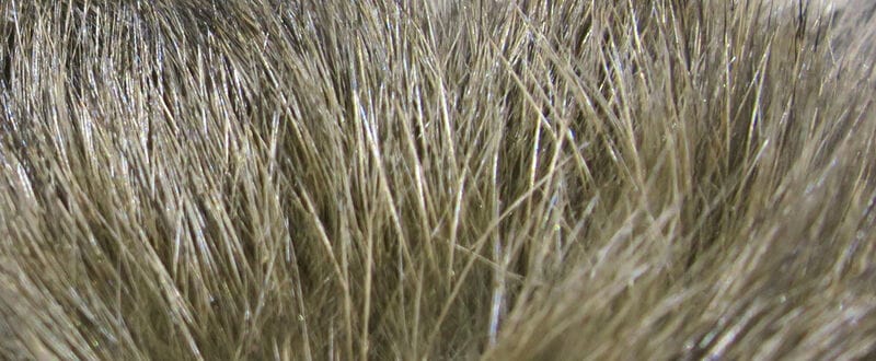 Olive-brown hare mask fur with fine glossy guard hairs and soft underfur for fly tying