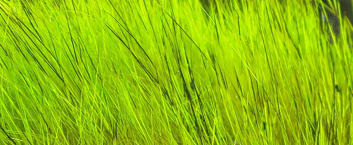 Hareline Hare's Masks bright chartreuse natural hare fur, long fine fibers for fly tying and streamer construction