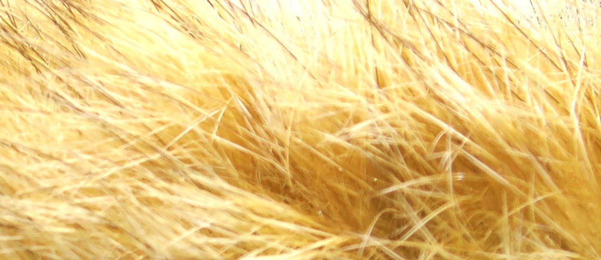 Golden tan hare mask fur with soft long guard hairs and fine underfur for fly tying material