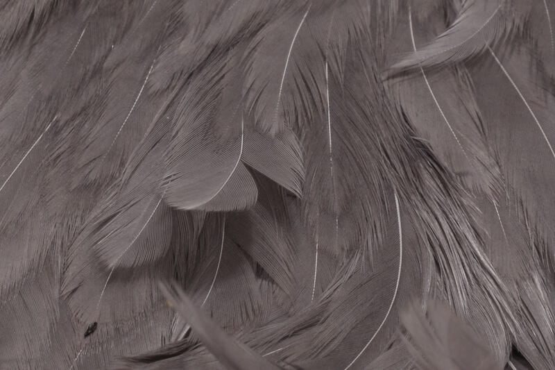 Hareline hen cape: muted gray-brown feathers with long silky barbs and pale quill lines for fly tying