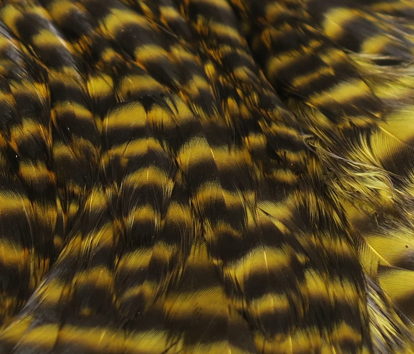 Hareline hen cape with yellow and black barred grizzly feathers for fly tying