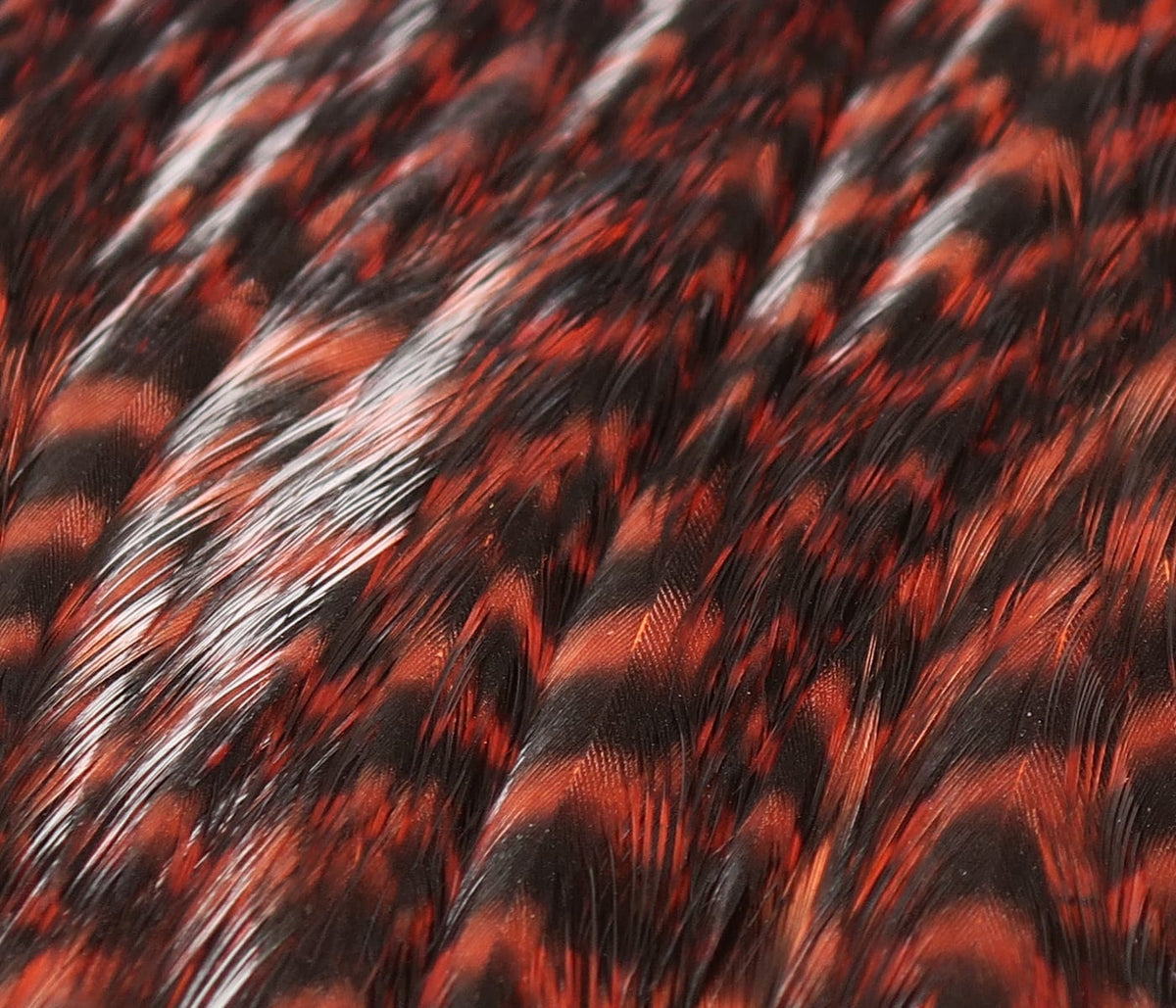 Glossy red and black barred hen cape feathers, long slim layered feathers for fly tying