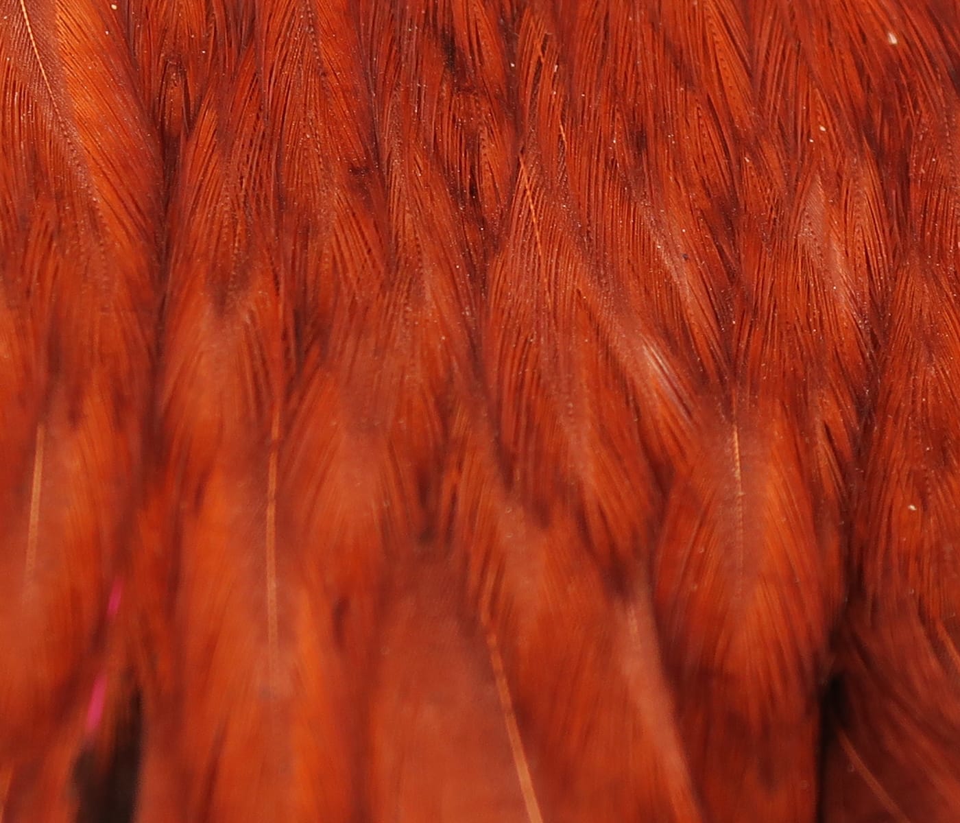 Rich burnt-orange hen cape feathers with fine glossy hackles, ideal for fly tying