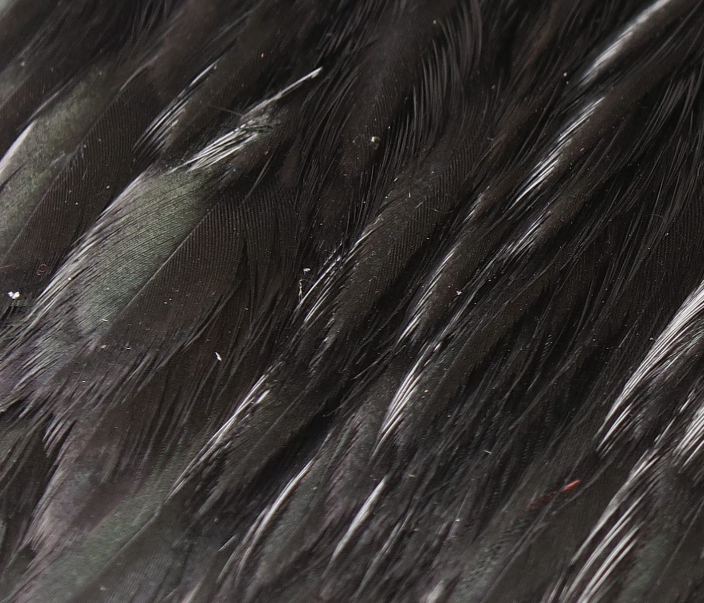 Black Hareline hen cape feathers with glossy iridescent green sheen, layered soft hackle for fly tying