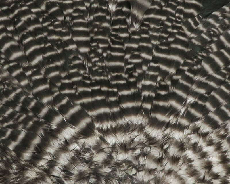 Black and white barred hen saddle feathers, glossy gray-brown natural feathers for fly tying