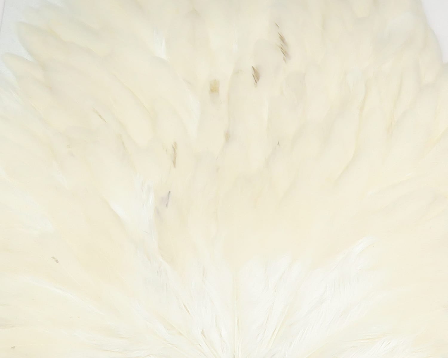 Cream white hen saddle with soft silky feathers and long narrow hackles for fly tying