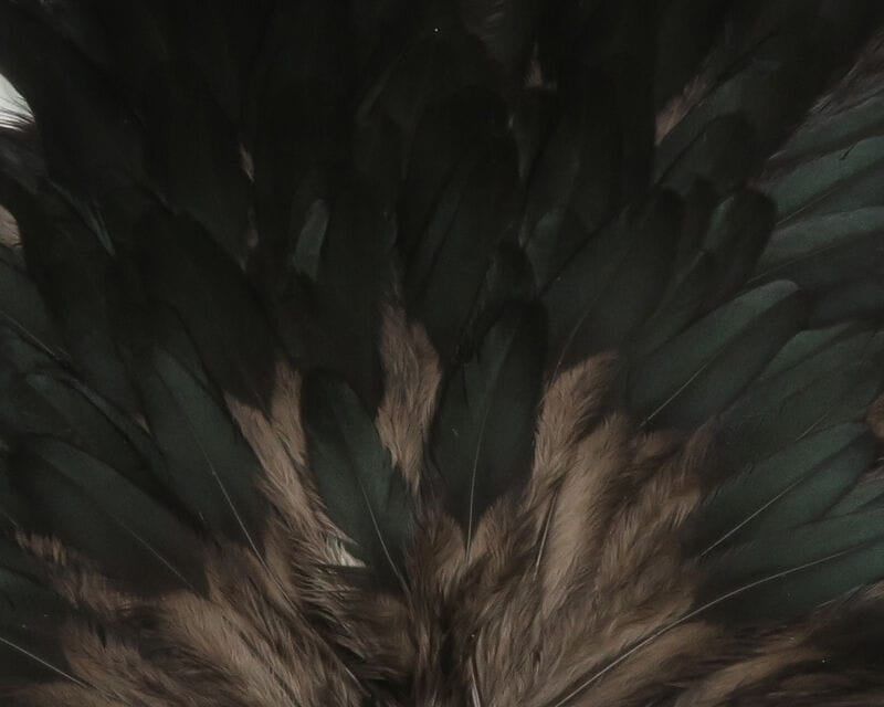 Hareline hen saddle with layered black-green iridescent and brown soft feathers for fly tying