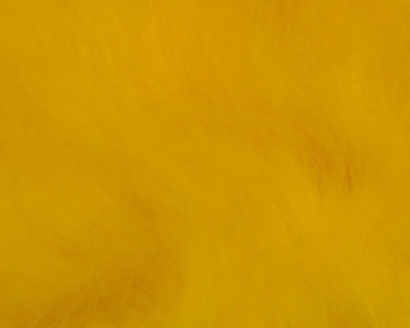 Bright yellow Icelandic sheep hair with fluffy, wispy fibers for fly tying