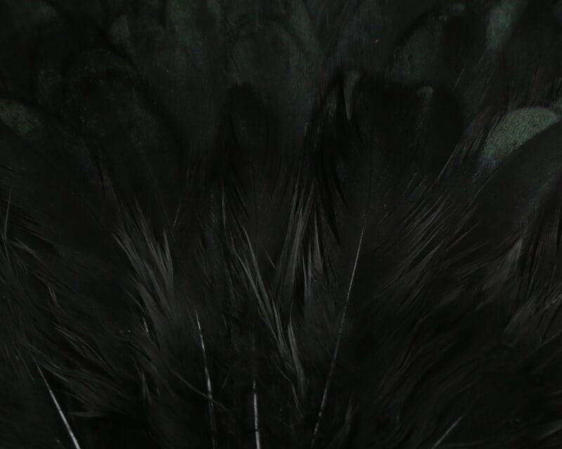 Black India hen back feathers with dark green iridescence, soft long fibers for fly tying