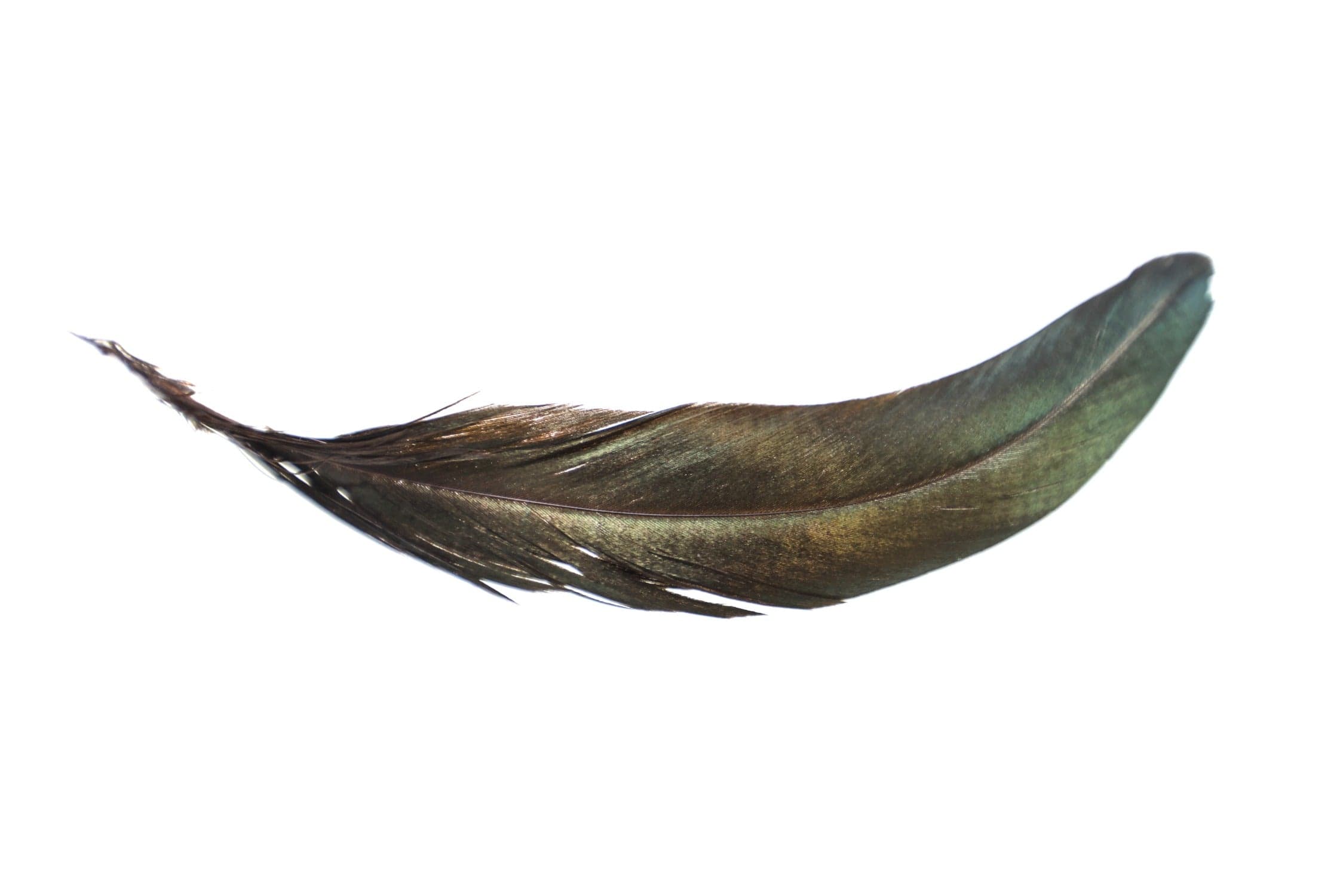 Hareline Iridescent Black Schlappen Feathers