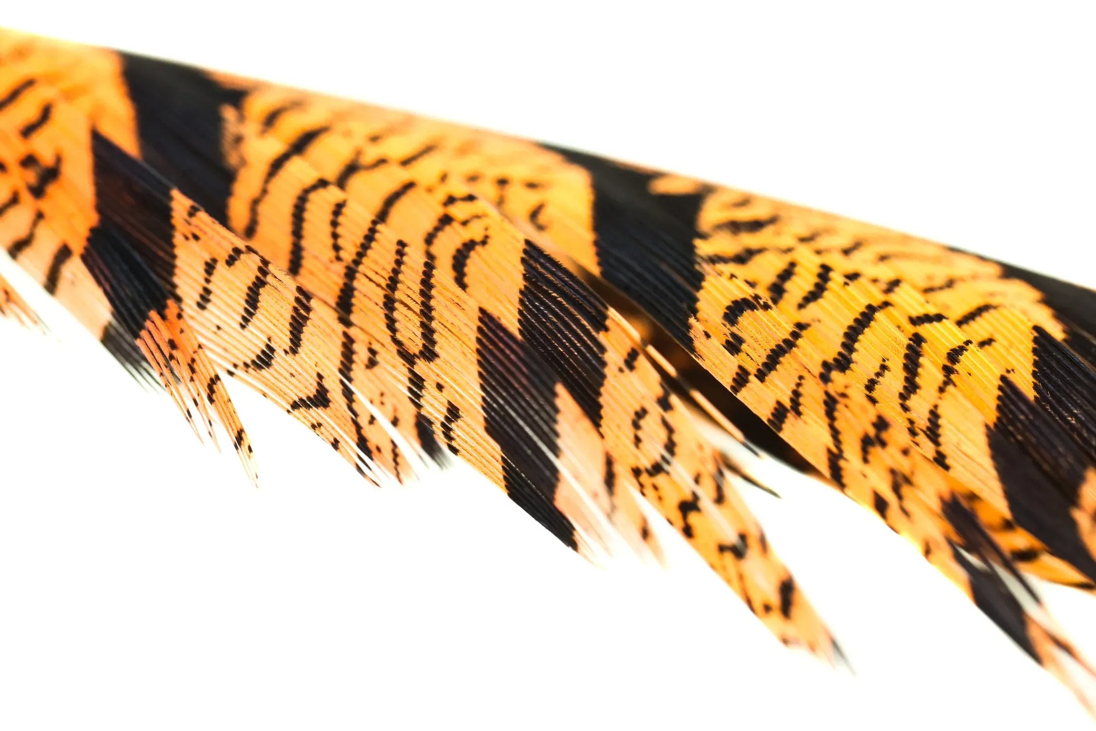 Hareline Lady Amherst orange and black barred center tail feathers, long glossy striped feathers for fly tying