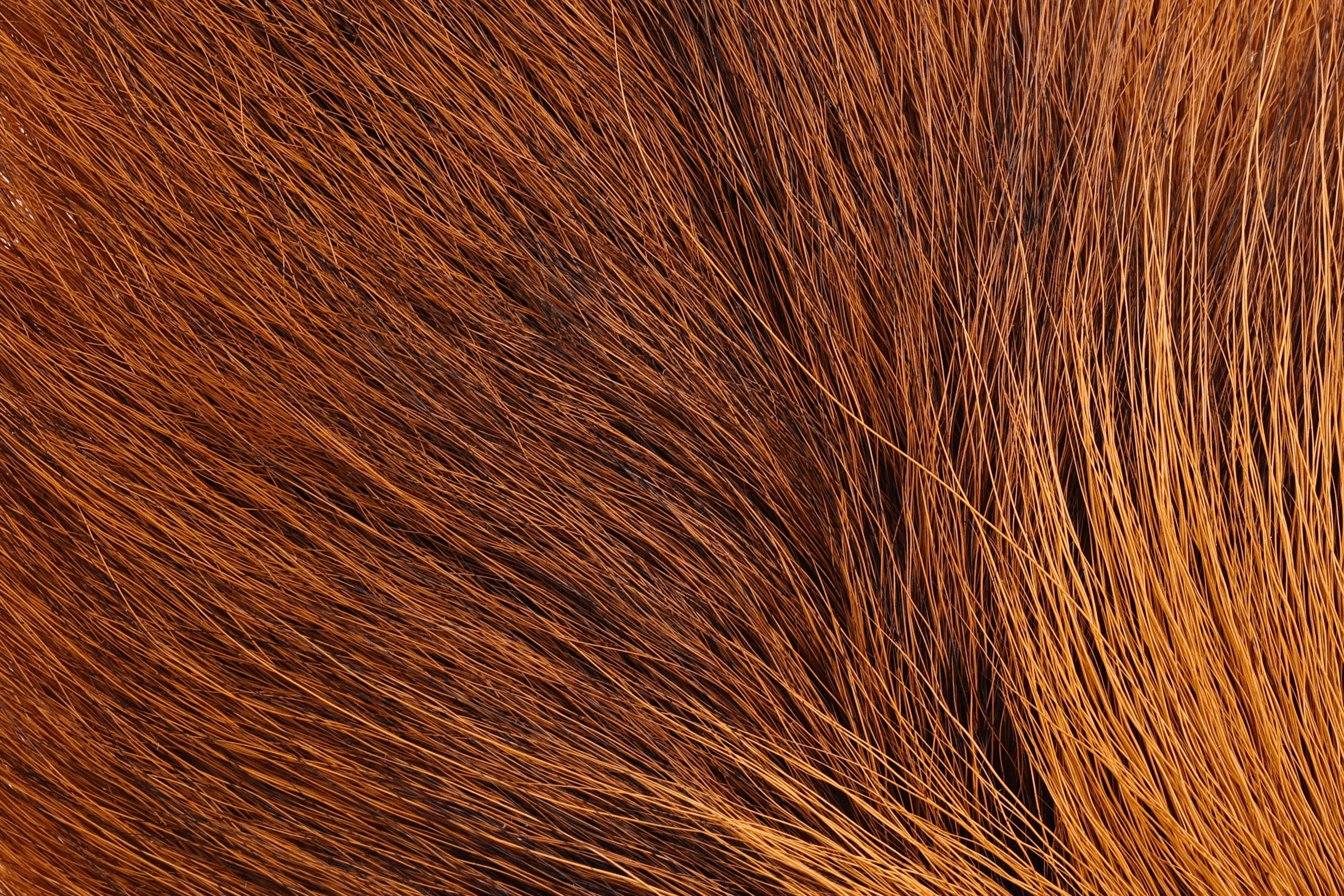Large reddish-brown northern bucktail, dense fan of long coarse deer hairs for fly tying and streamers