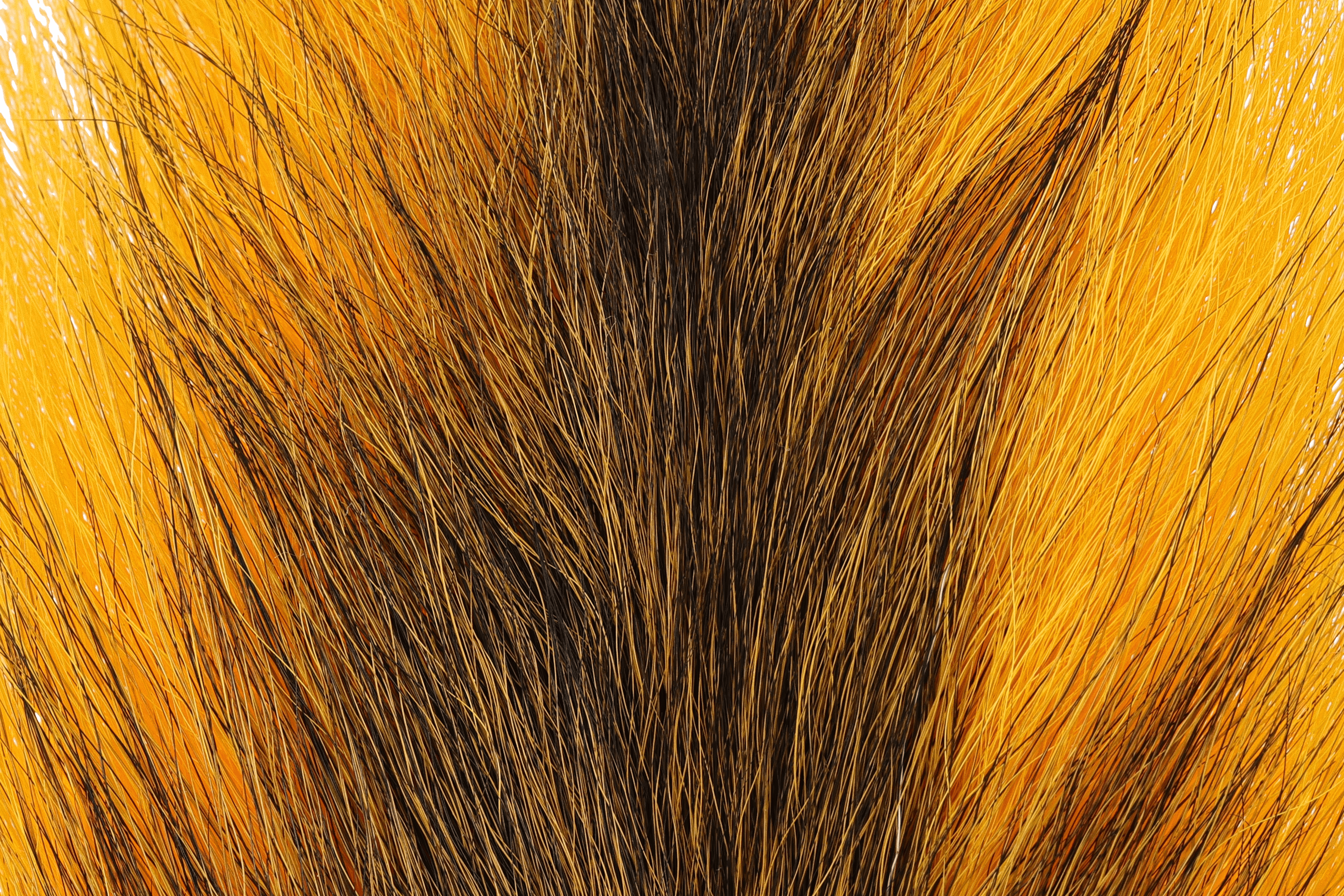 Golden orange and dark brown northern bucktail hair, long coarse fibers fanned for fly tying