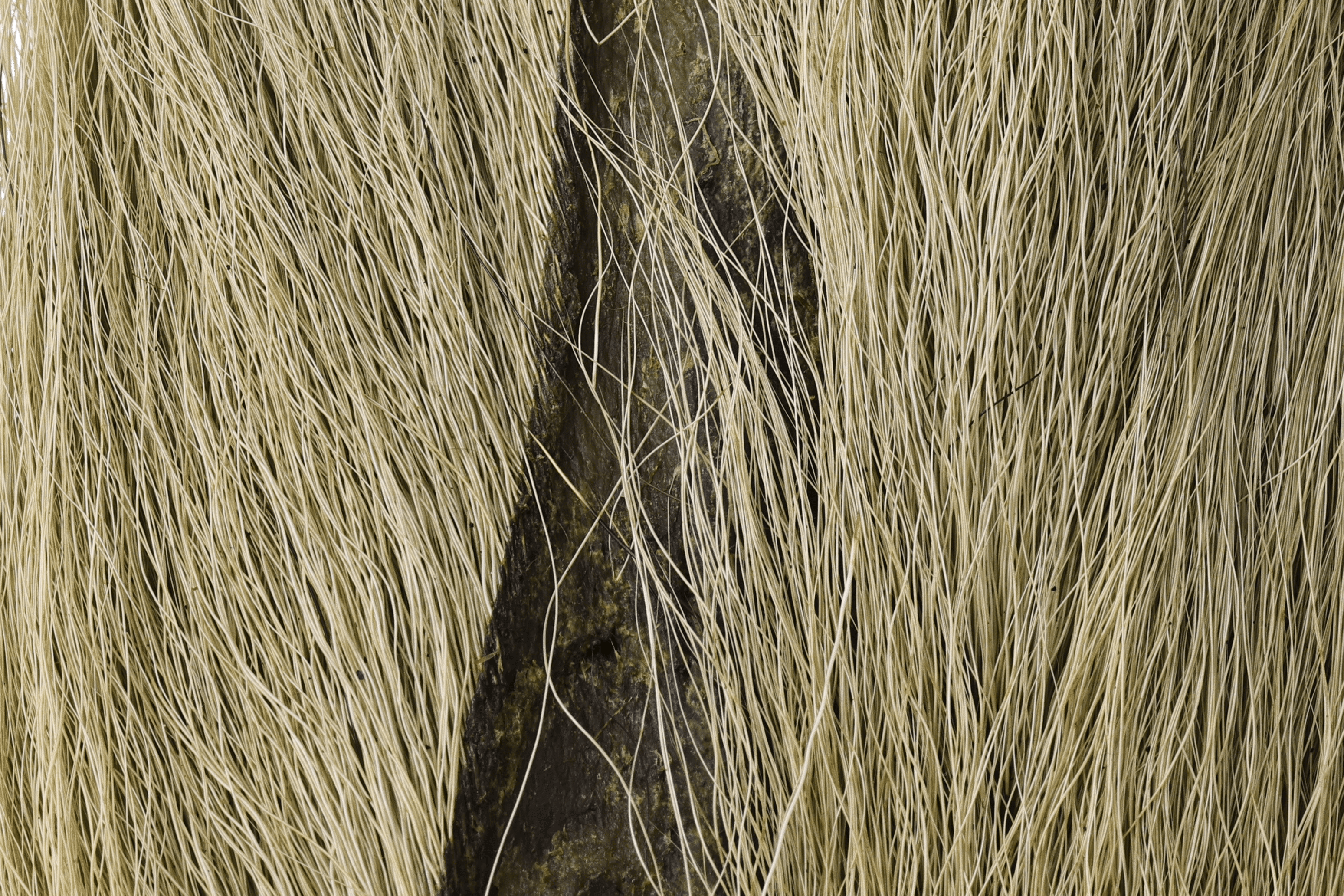 Hareline Large Northern bucktail: long tan and cream deer hairs on dark hide, coarse fibers for fly tying