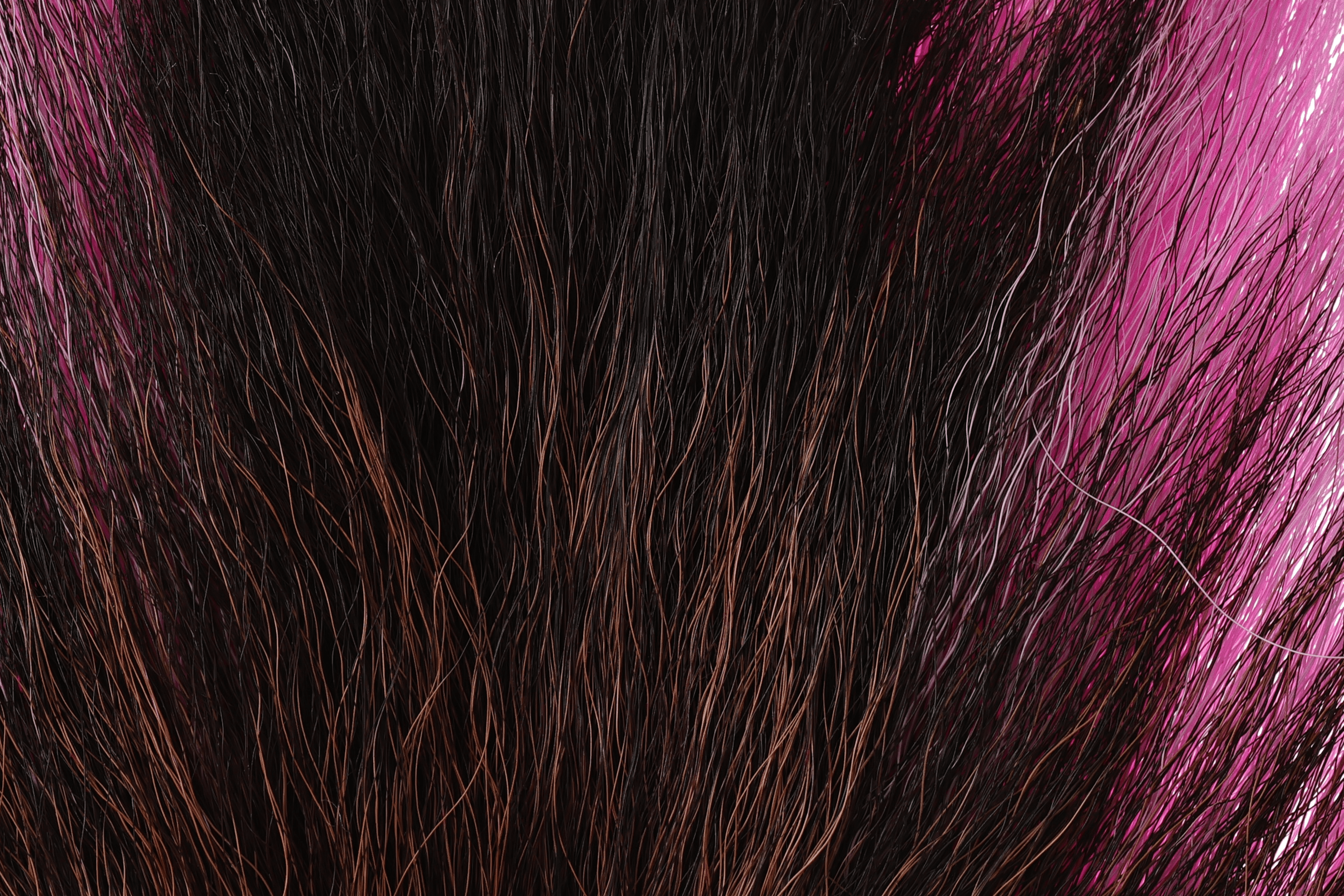 Dark brown bucktail hairs with bright pink tips, long coarse natural deer fibers for fly tying