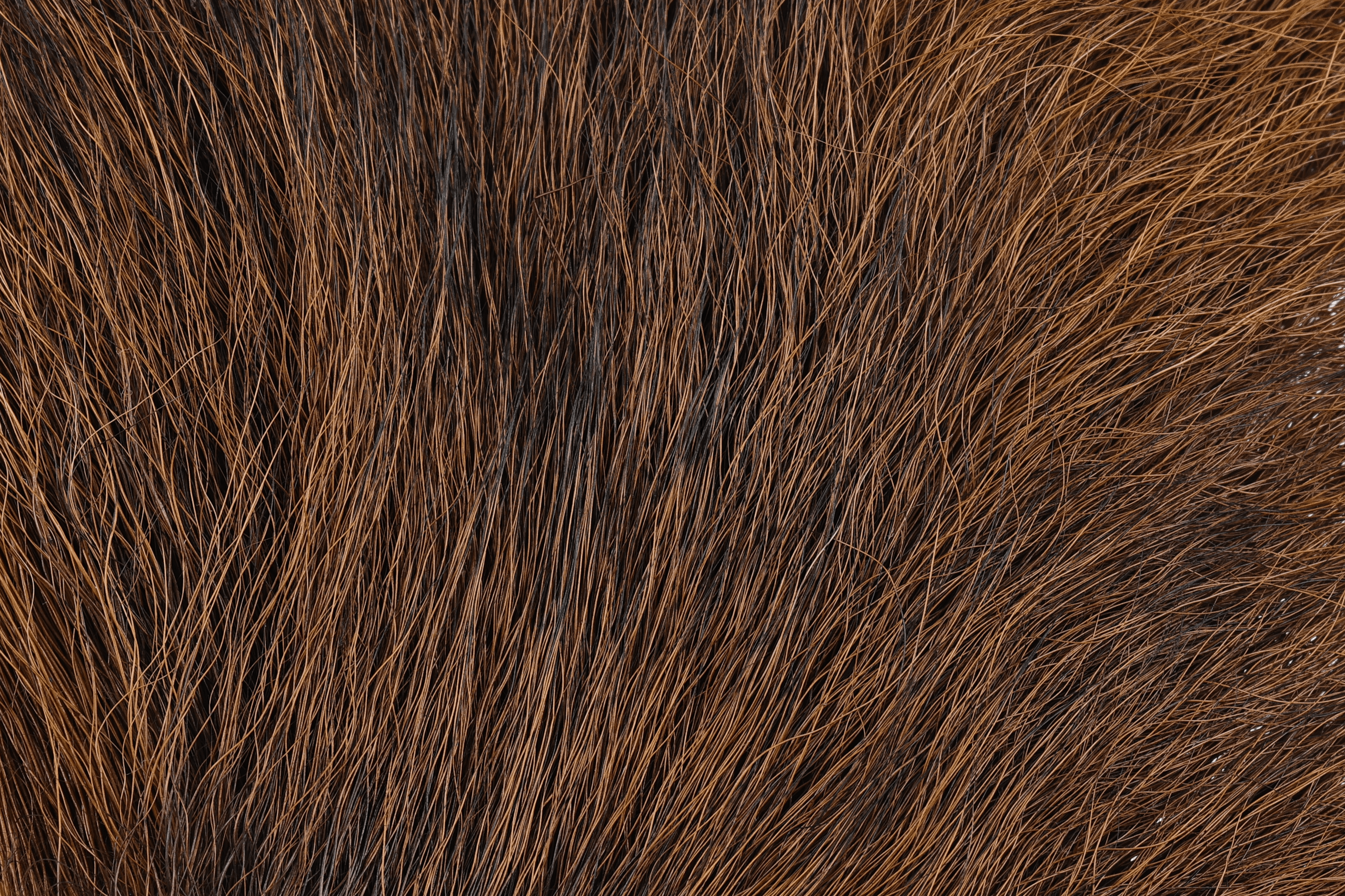 Large northern bucktail, dense long natural brown and black hair with coarse fibers for fly tying