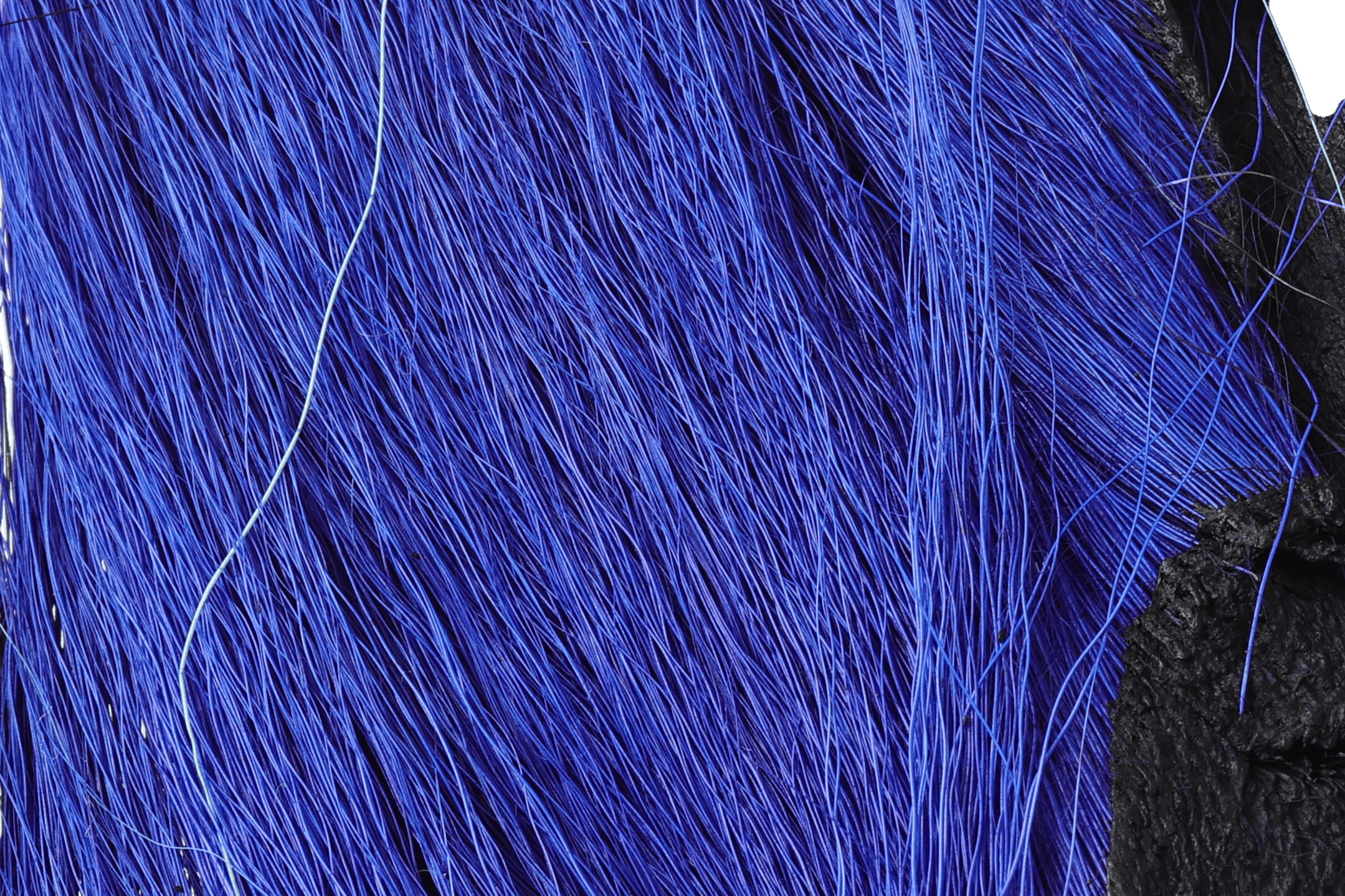 Royal blue Hareline large Northern bucktail; long glossy deer-hair strands with black skin edge for fly tying