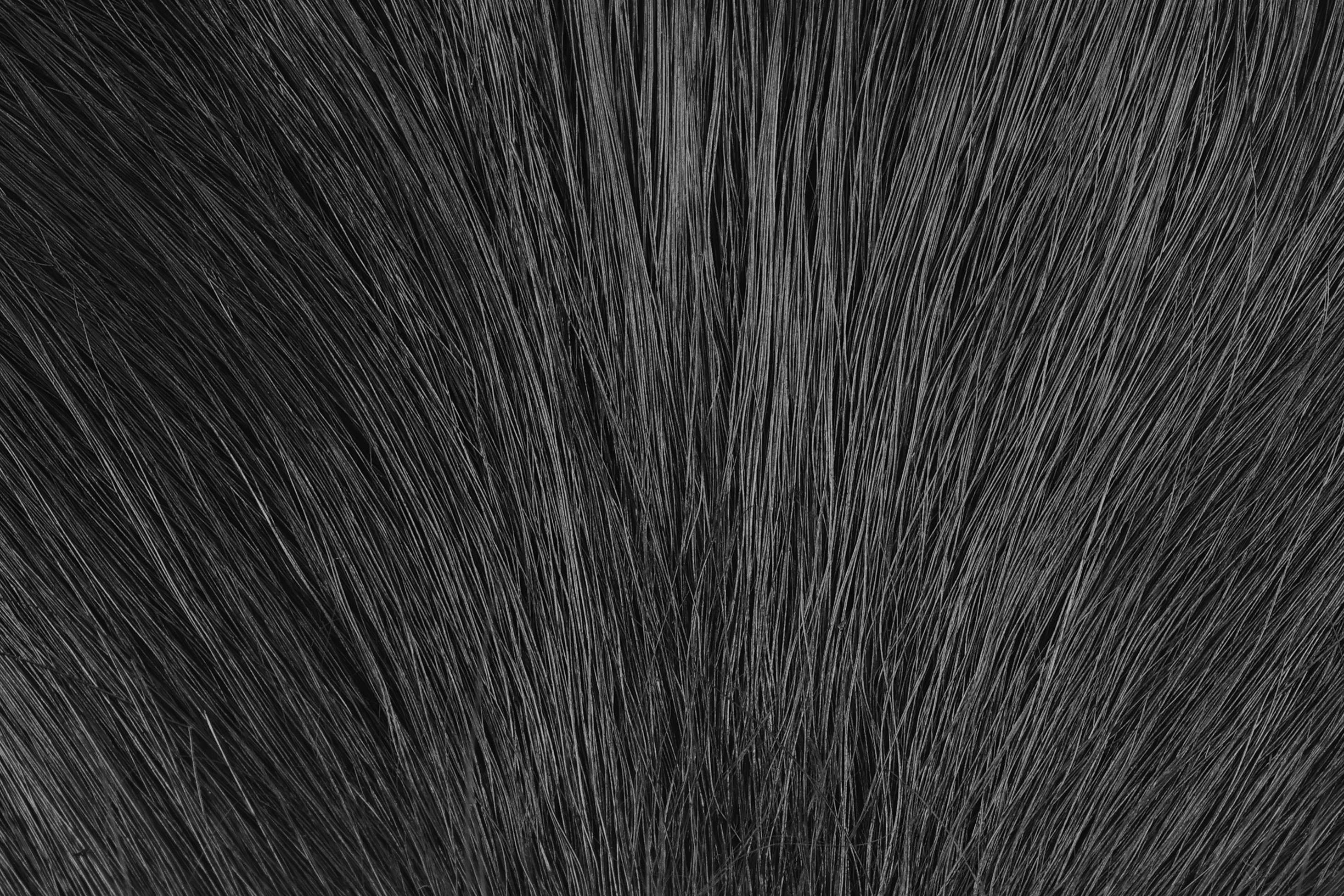 Hareline Large Northern Bucktail black deer hair fan for fly tying, dense long natural fibers with subtle gray highlights