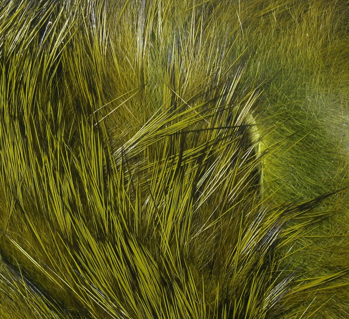 Olive green Hareline Magnum rabbit fur strips with long glossy guard hairs for fly tying