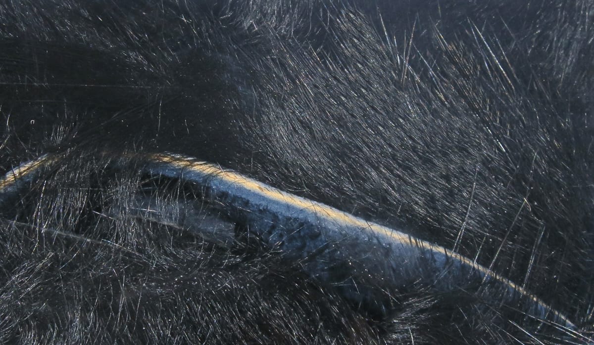 Black rabbit fur strip with glossy hide edge and dense soft hairs for fly tying