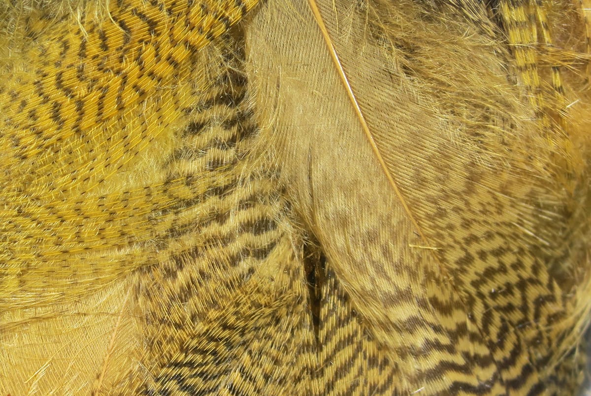 Golden-brown mallard flank feathers with fine dark barring and soft downy fibers for fly tying
